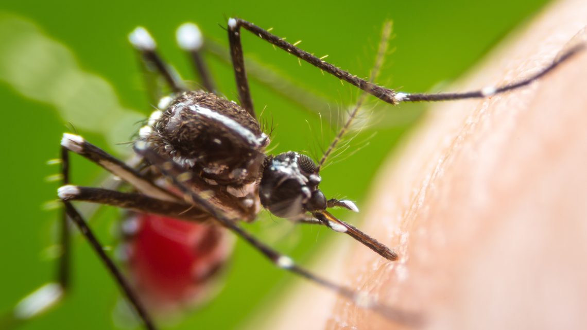 Terjedhet-e a dengue láz emberről emberre?